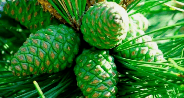 Cône en pin vert